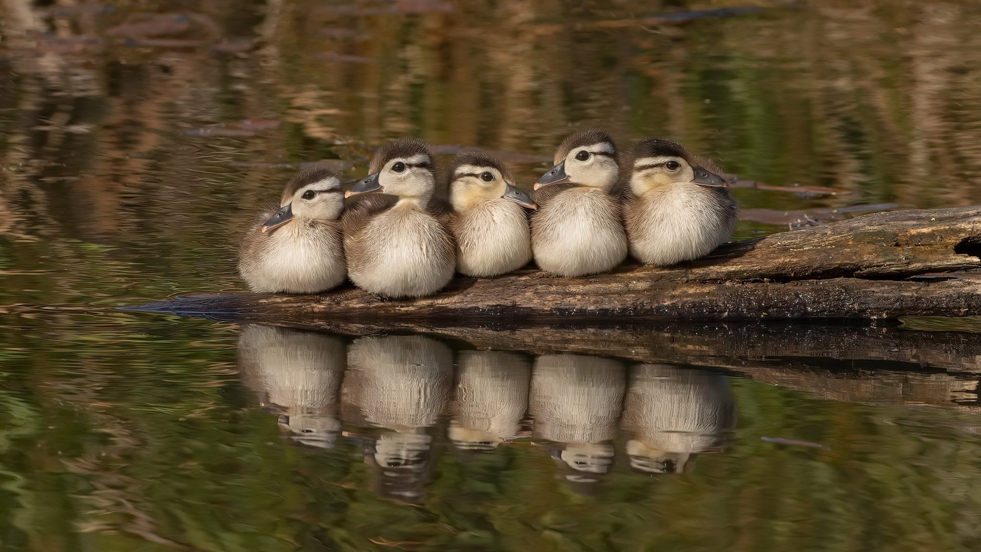 随机足球运动员职业生命线延长计划正式推出，行业福音，足球职业寿命