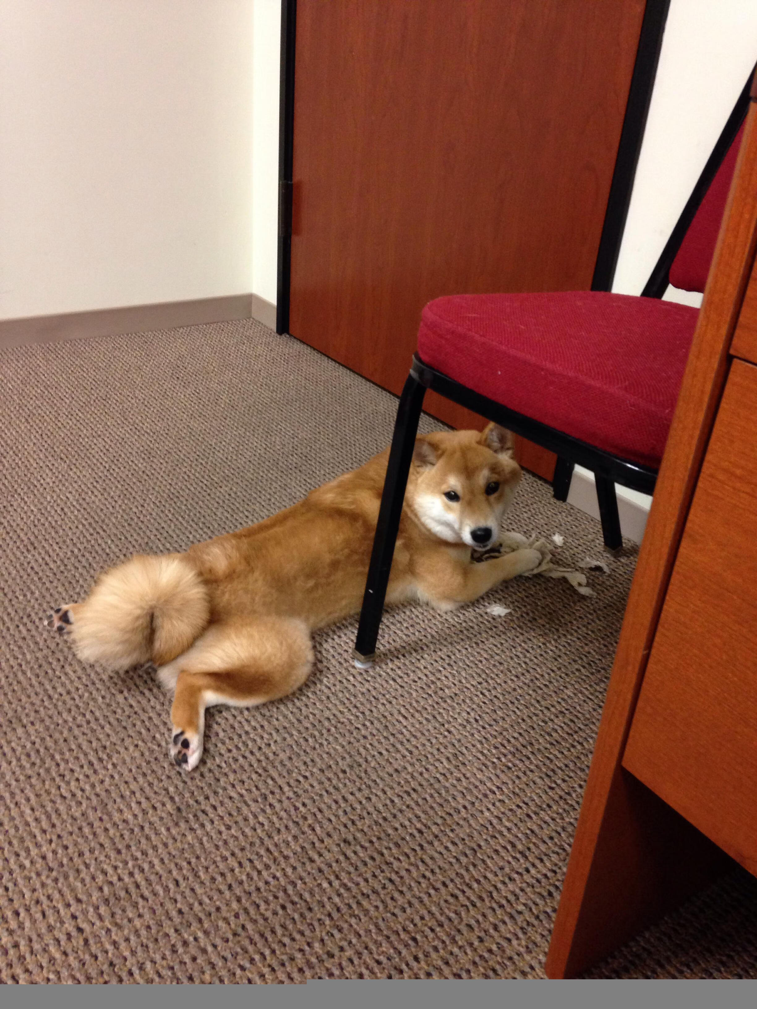 随机东京FC拉拢所有力量，为赢得比赛而奋斗，东京fc赛程2020