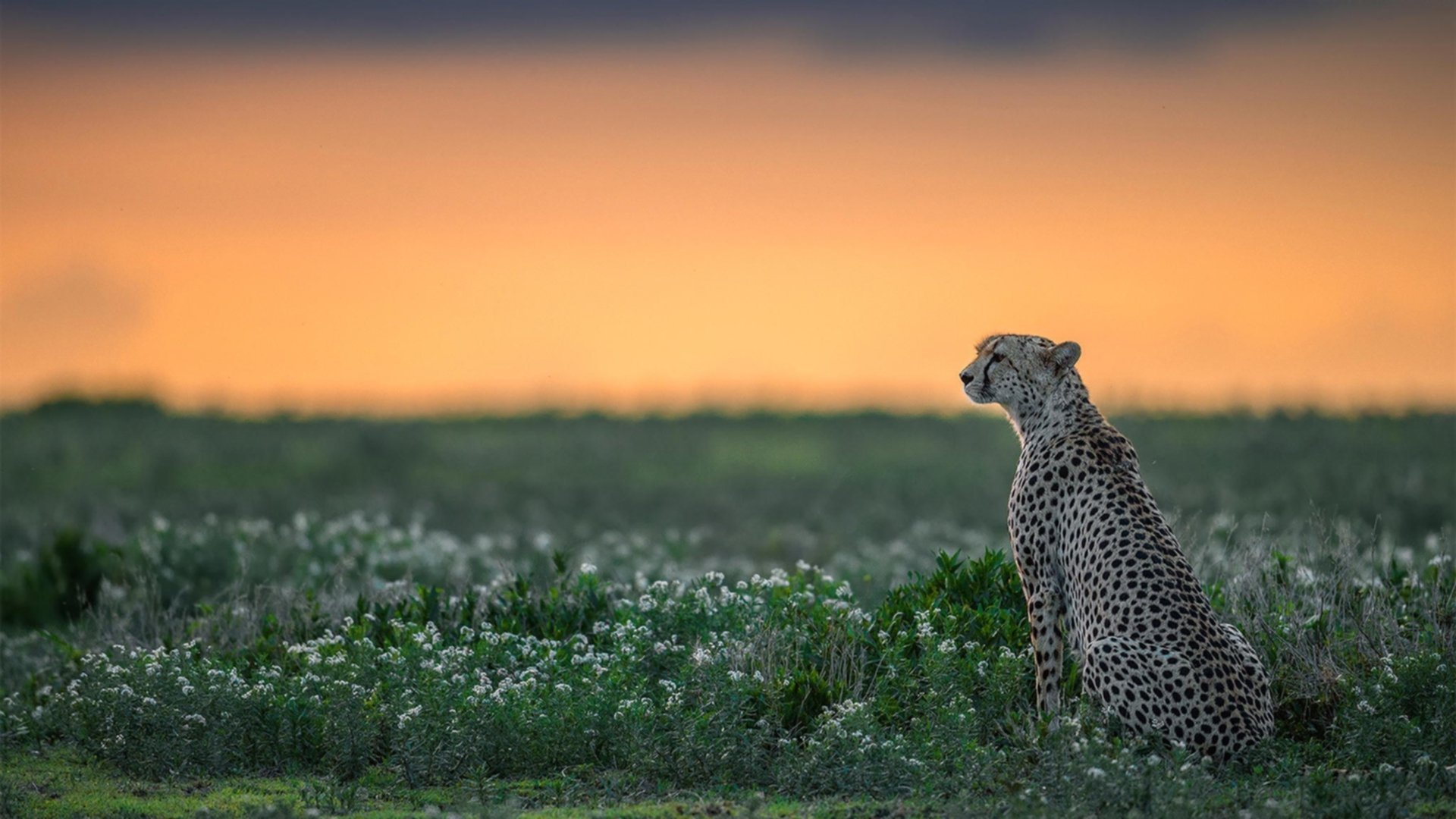 随机切尔西主场轻松战胜狼队，追赶积分领头羊，切尔西对阵狼队赛前分析