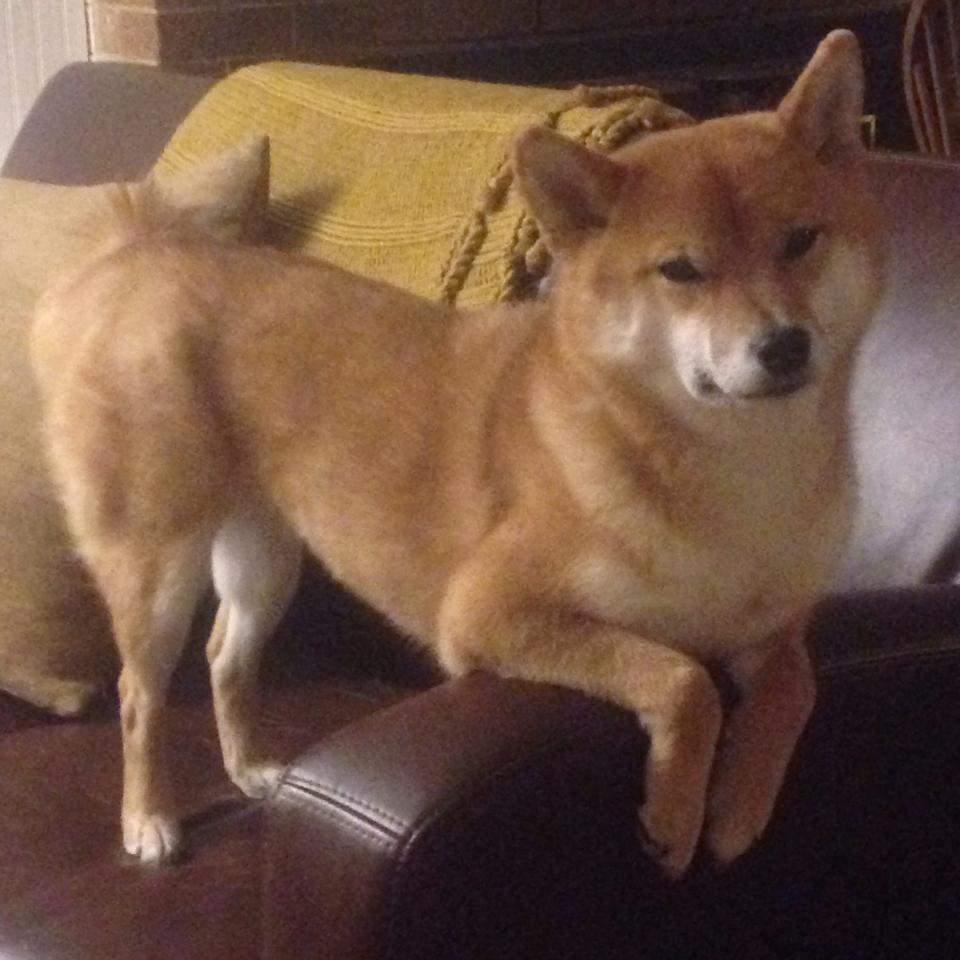 随机山东高速 老将状态回暖，山东高速2021年