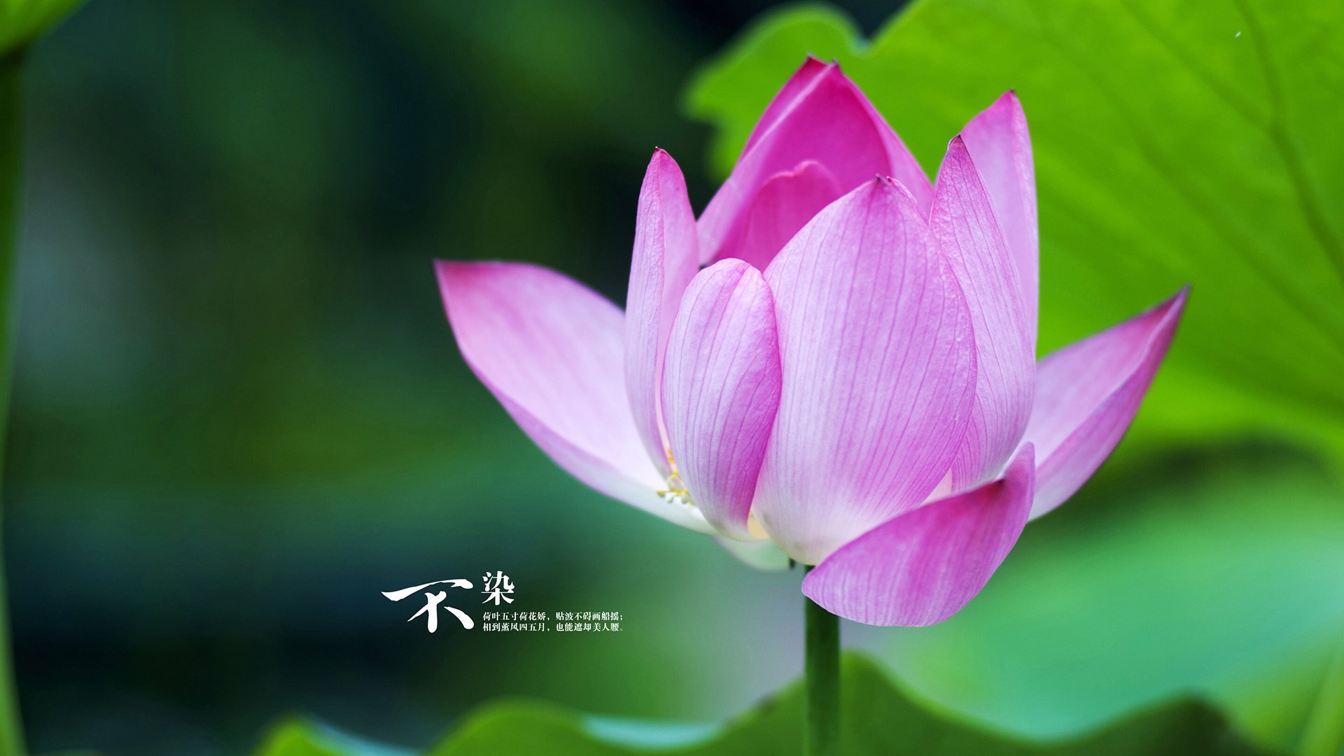 随机西班牙队长：我们的未来属于巴黎，西班牙队长回归