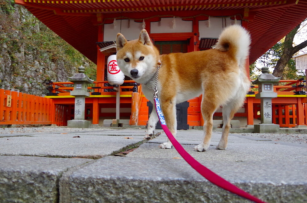 赛事直播平台合作升级，赛事直播团队