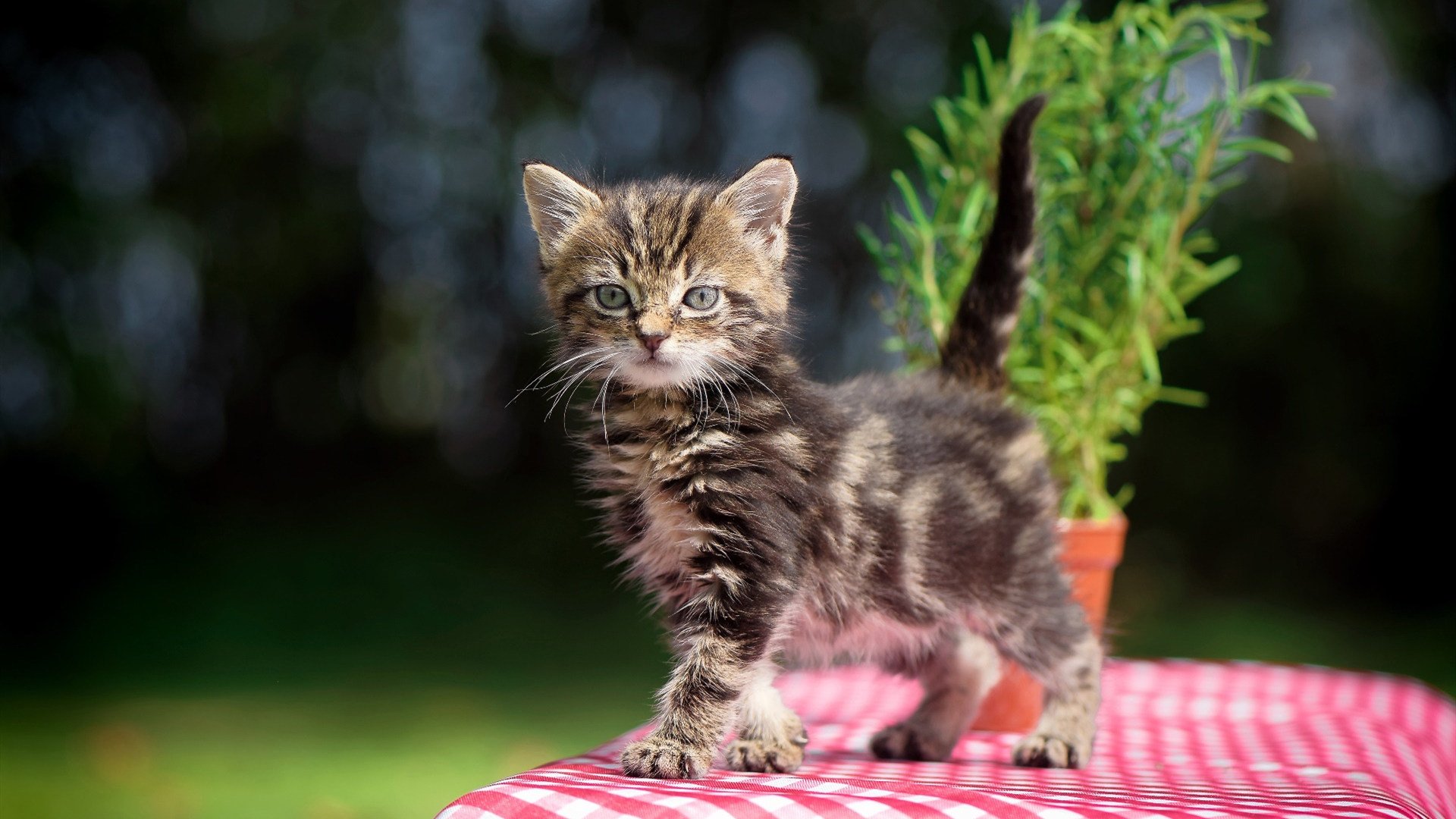 JIU YOU GAME-冬季运动项目发展现状与趋势，冬季运动项目发展现状与趋势研究