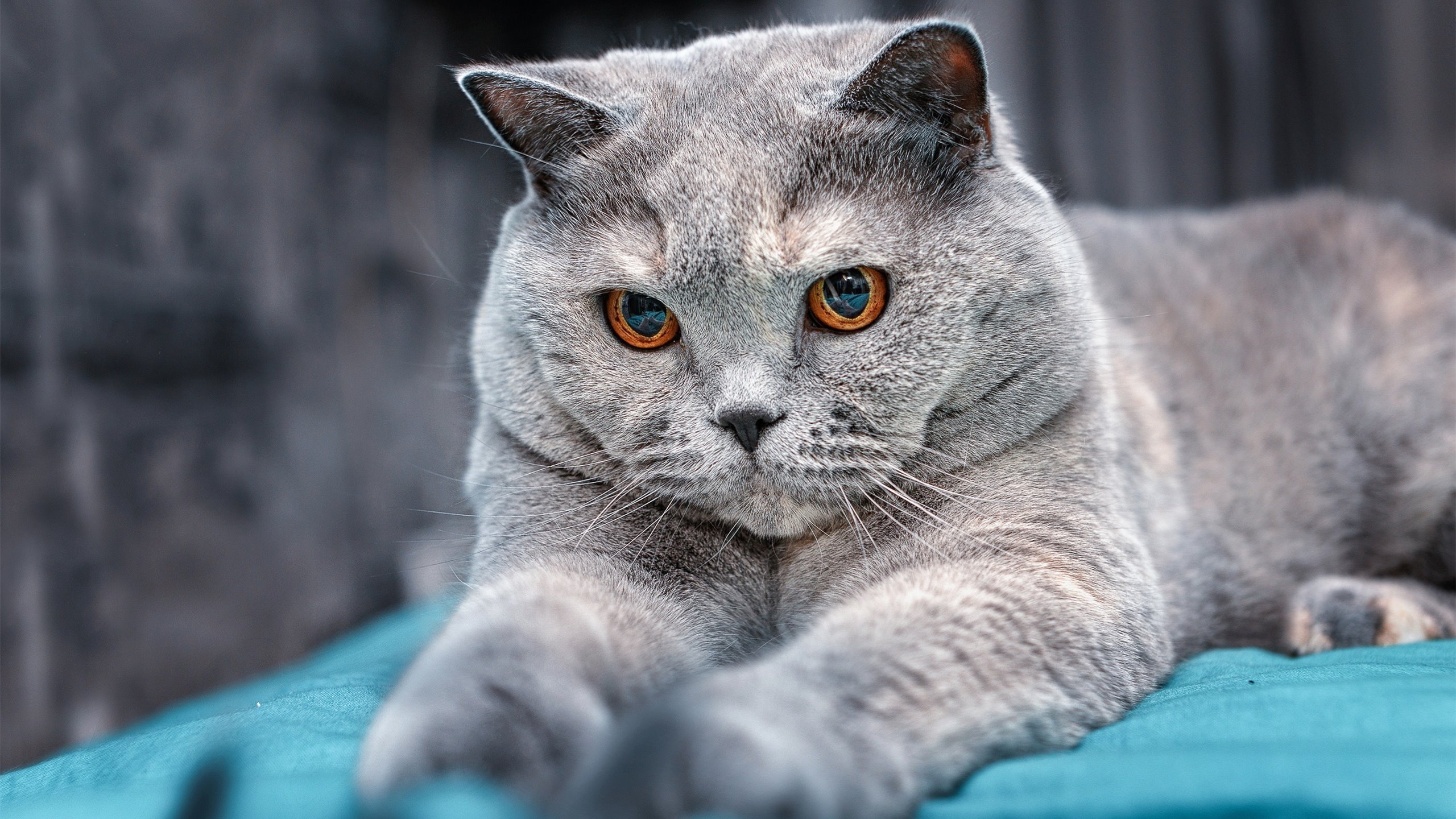 九游娱乐(jiuyou)官网-中国男篮保持高强度训练 保持竞技状态，中国男篮咋样