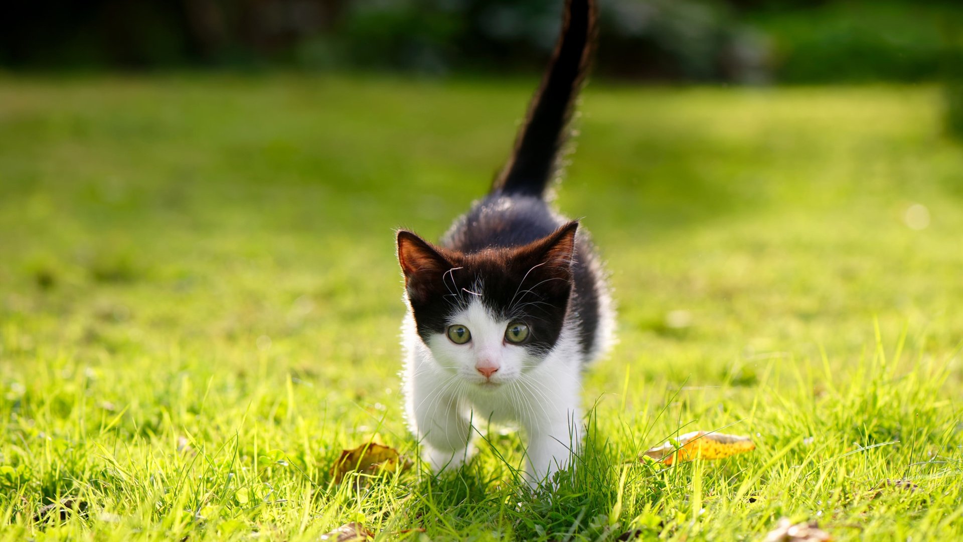 九游登录中心-英超焦点战利物浦与曼城巅峰对决前瞻，英超利物浦对曼城比分预测