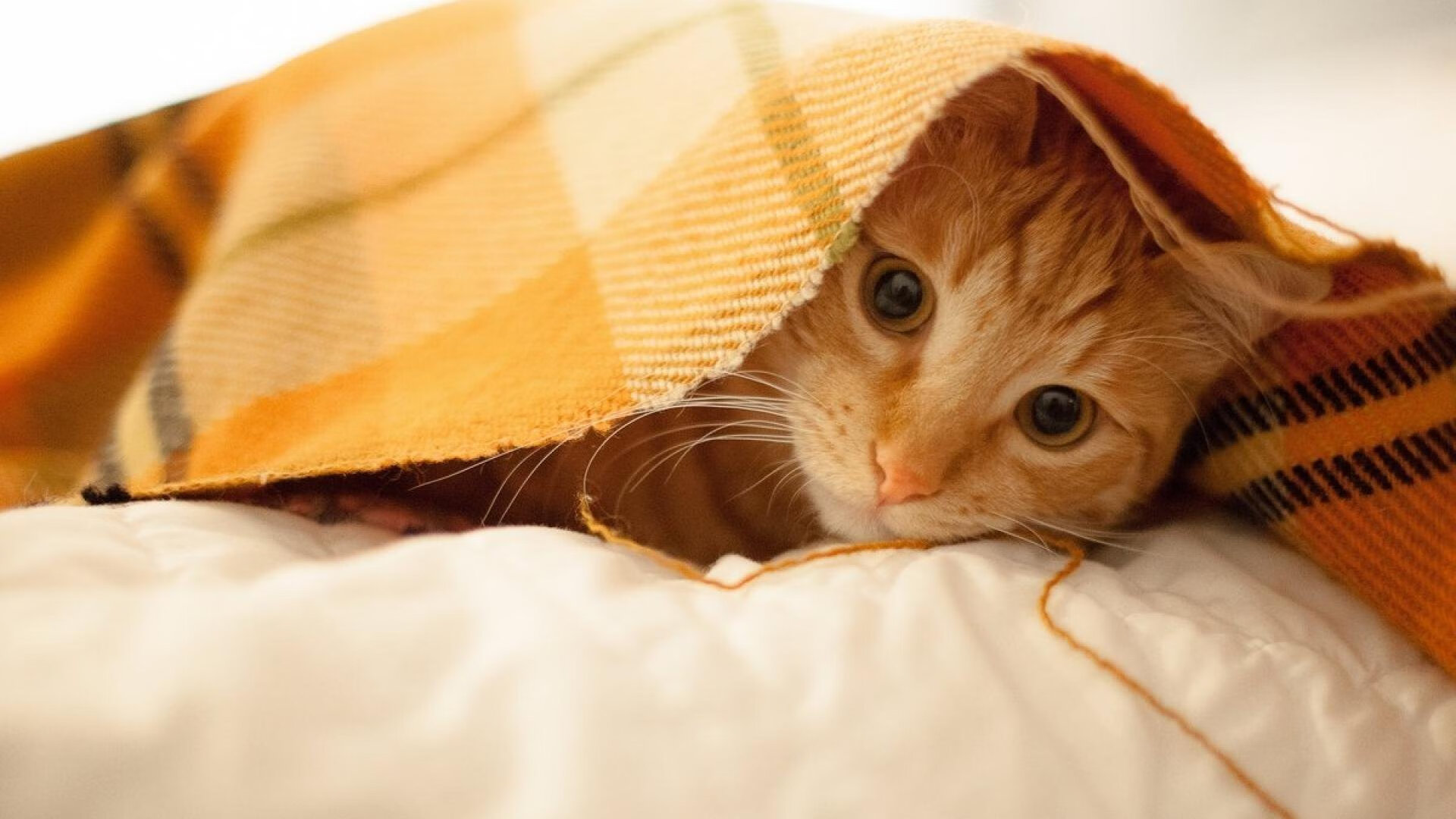 九游娱乐(jiuyou)官方网站-普劳德50米蝶泳完成绝地反超，普劳德游泳