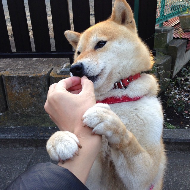 九游app官网下载-曼联球迷设计纪念队徽引发热潮，曼联队徽介绍