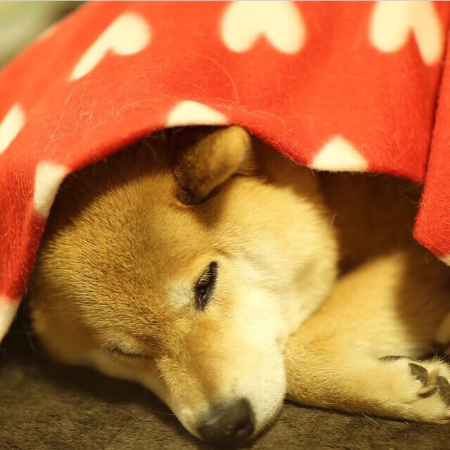 九游网页版官网-阿莱克西冲线瞬间引爆全场欢呼,阿莱克西亚高清图片