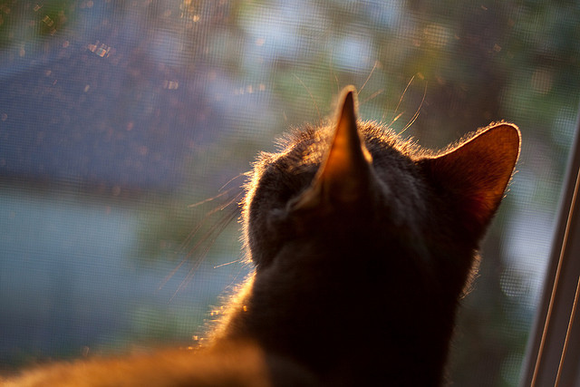 九游app官网下载-麦金托什冲刺阶段爆发力惊艳全场，麦金托什还是马金托什